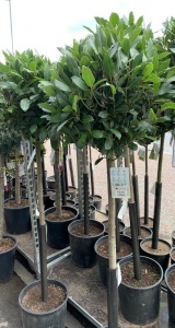 Bay Tree